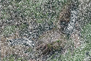 Doga_Zombi