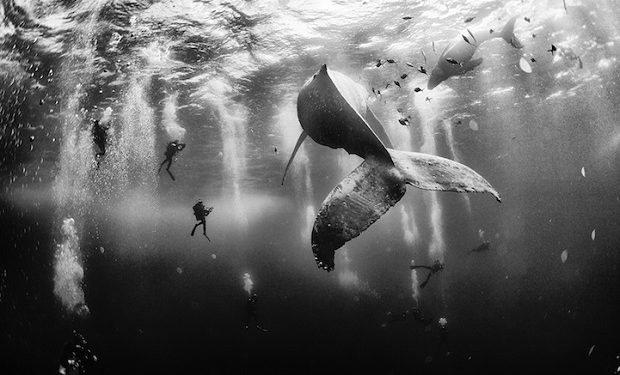 Diving with a humpback whale and her new born calf while they cruise around Roca Partida Island, in Revillagigedo, Mexico. This is an outstanding and unique place full of pelagic life so we need to accelerate the incorporation of this islands into UNESCO as natural heritage site in order to increase the protection of the islands against the prevailing ilegal fishing corporations and big game fishing.