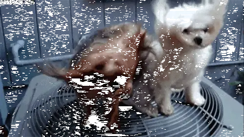 air-conditioner-dog