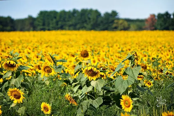 babbettes-seeds-hope-can
