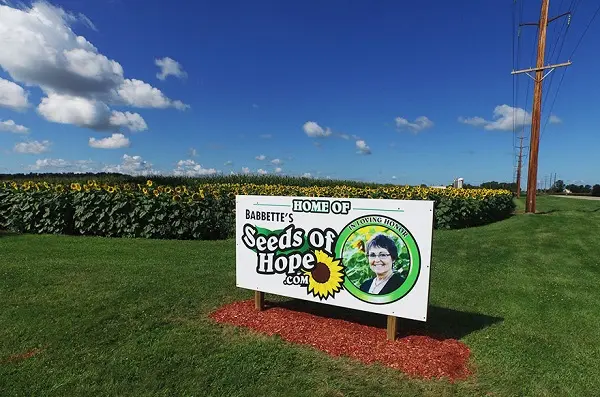 babbettes-seeds-hope-cancer-sunflower