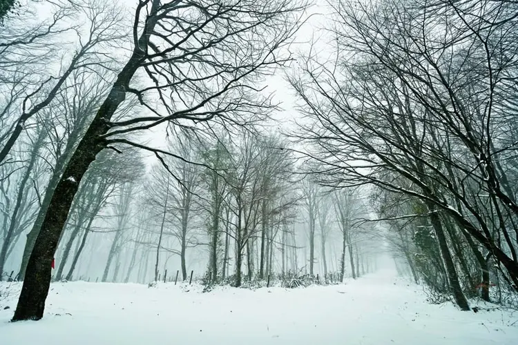 belgrad ormani liste
