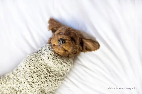 couple-newborn-dog-el