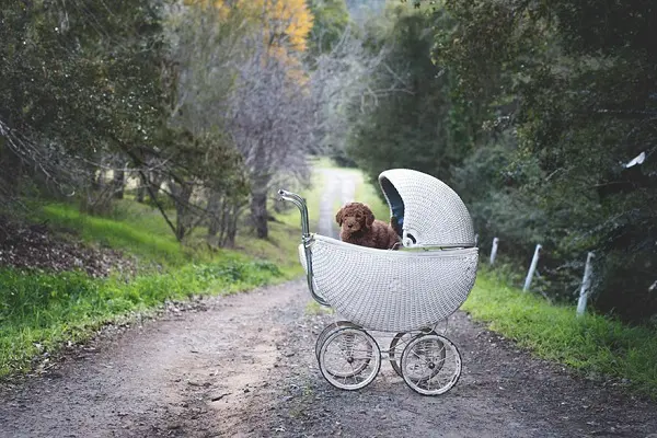 couple-newborn-dog-elish