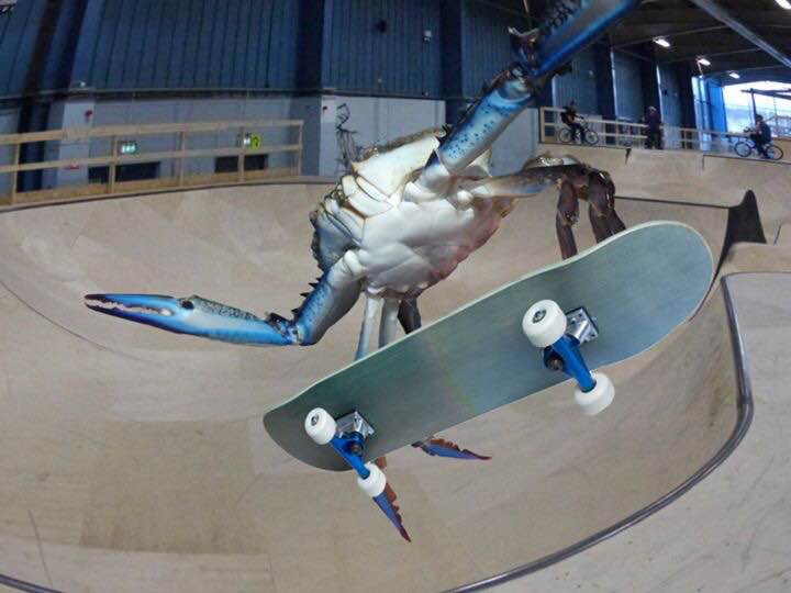 crab-boarding-fly