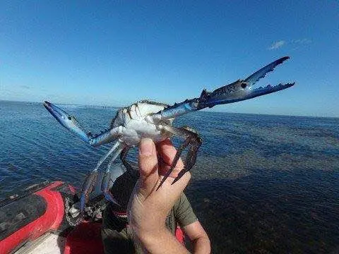 crab-funny-moment-photobomb