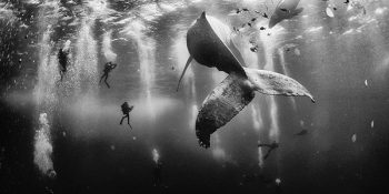 Dünyanın Aslında Ne Kadar Büyüleyici Olduğunu Gösteren 10 National Geographic Ödüllü Kare