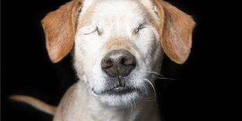 9 Fiziksel Engelli ve Dünya Tatlısı Hayvan Üzerinden Vicdanınızı Yenileyin!