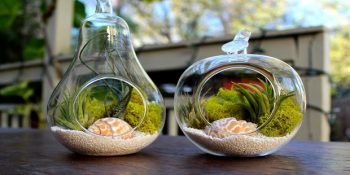 Bir Avuç Topraktan 10 Mikro Bahçe