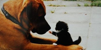 Biz De İstiyoruz: 6 Adımda Kedi ve Köpeklere İnsanın Sahip Olduğu Haklar Tanınan İspanya