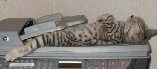 kedi-fotokopi