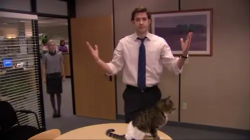 kedi-ofis-oh