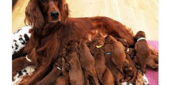Köpeklerin Dünyanın En İyi Anne ve Babası Olduklarına Kanıt 16 Fotoğraf