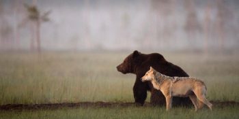 Gri Kurt ve Kahverengi Ayının Alışık Olmadığımız Dostluğundan 8 Fotoğraf