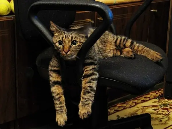 office-cats-meeting