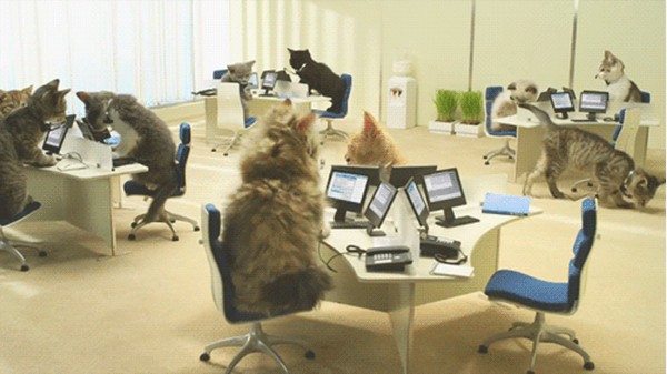 ofis-kedi-mır