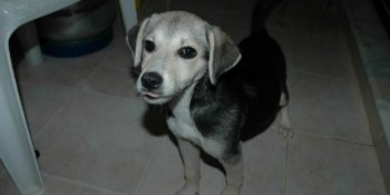 Gelin Kepez’de Kaybolan Köpek Pat Pat’a Hep Beraber Yardım Edelim!