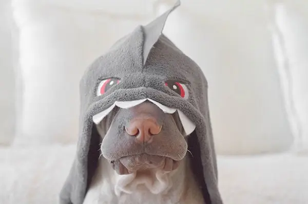 shar-pei