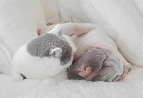 shar-pei-dog-padd
