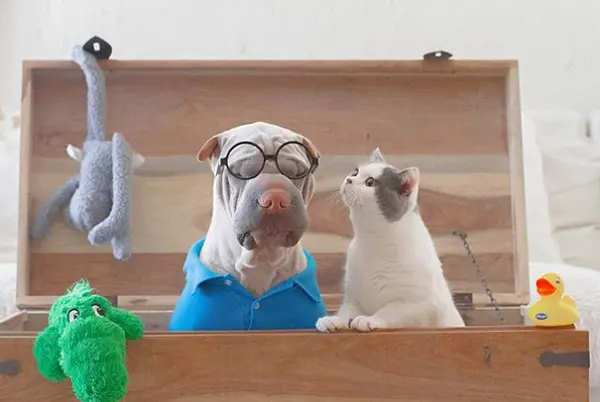 shar-pei-dog-paddingto