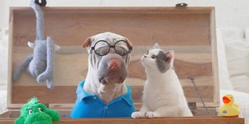 10 Fotoğrafla Dünyanın En Fotojenik Çifti Bir Shar Pei ve Bir kedi