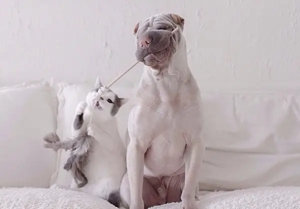 shar-pei-dog-paddington-frie