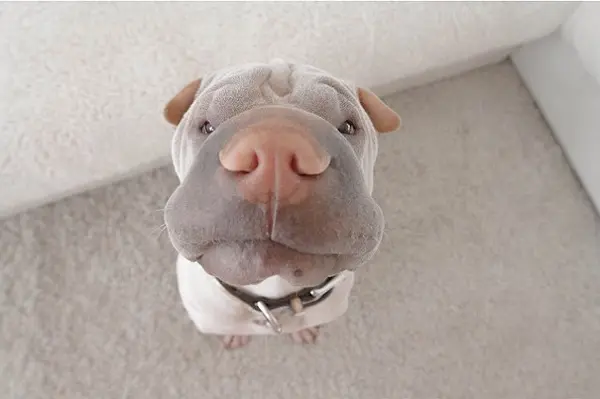 shar-pei-dog-paddington-friend-a