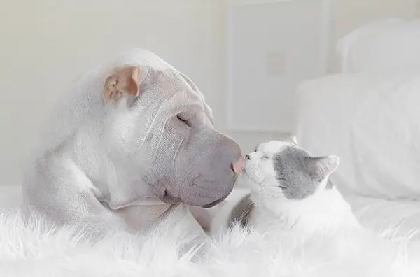 shar-pei-dog-paddington-friend-annie-