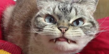 Yeni Instagram Fenomeni Vampir Kedi Loki’nin Hikayesi