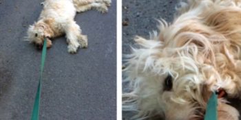 Veterinere Gitmek İstemedikleri Her Halinden Belli Olan 15 Köpek
