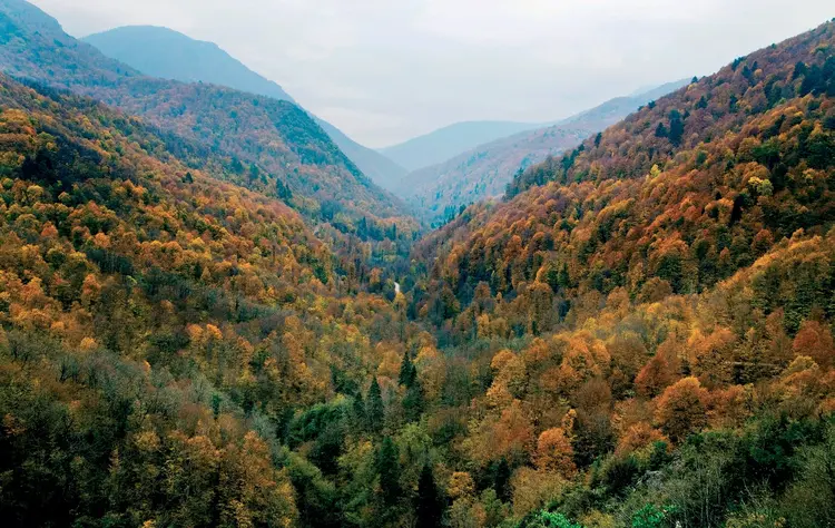 yenice ormanlari