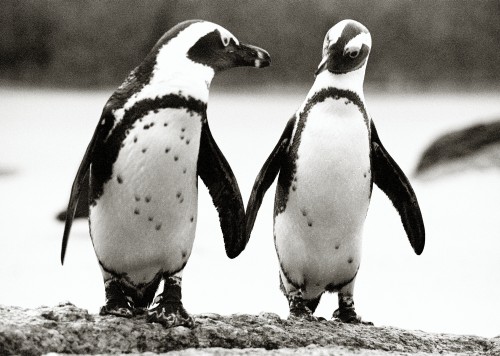 6.-Penguins