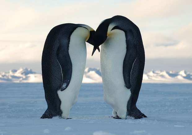 Emperor_Penguin_Kiss