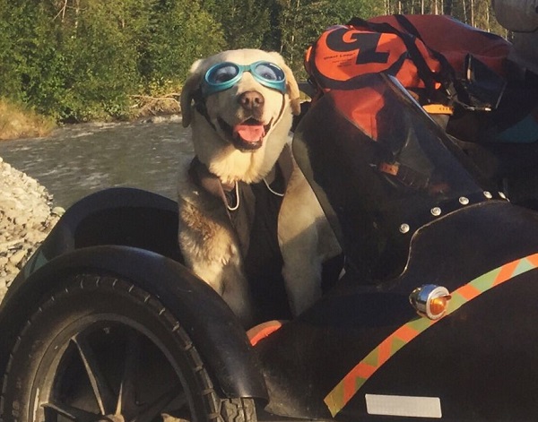 Girl-and-Dog-Travel-North-America-on-Motorcycle-Sidecar1__880