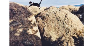 Kedilik Yan Gelip Yatma Yeri Değildir Diyerek Maceralara Pati Atan 14 Cesur Kedi