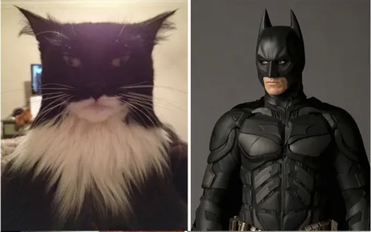 bat-cat-batman-hero