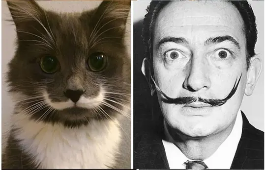 cat-dali-babarti