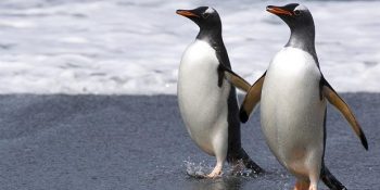 Heteroseksüel Çiftin Yumurtalarını Çalan Gay Penguenler