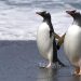 Heteroseksüel Çiftin Yumurtalarını Çalan Gay Penguenler