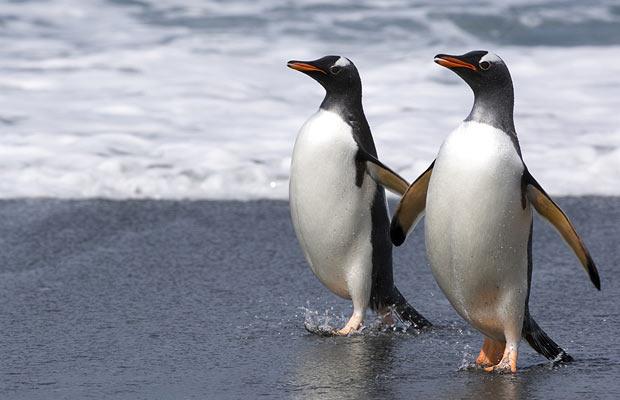 gay-penguins