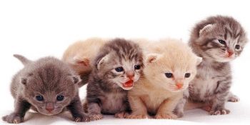 Üçten Fazla Kediyle Aynı Evde Yaşayan İnsanın Sıradan Bir Günü