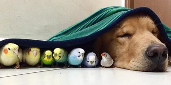 Kuşların Kankası Sevimli Köpek Bob’un Kalbinizi Gıdıklayacak 11 Fotoğrafı