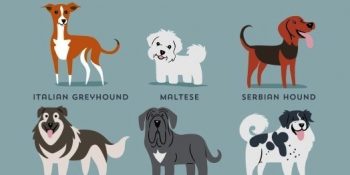 Coğrafi Bölgelere Göre Dünyanın Tüm Köpek Irkları