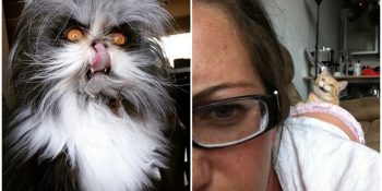 Sizi Uykunuzda Kavurma Niyetine Yiyebilecek 11 Kedi