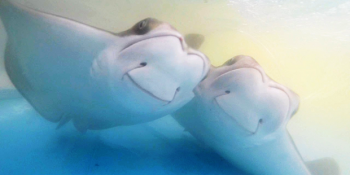 Dünyanın En Şirin Yaratığı Yarışmasından 20 Minnak Kardeş