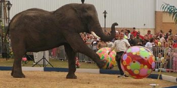 Tarihe Geçen 15 Korkunç Sirk Kazası