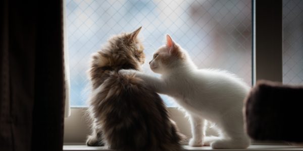Kitten placing paw on other kitten