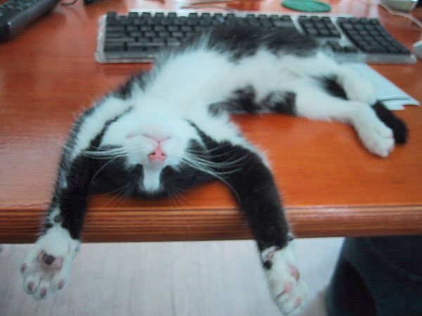 5.hirstan.uzak.olmalari