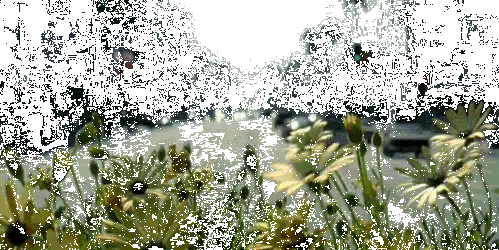 adaptaion