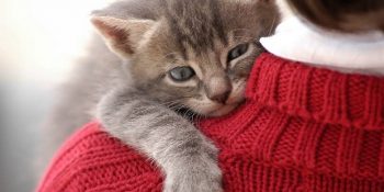 Kedinizin Aslında Size Aşık Olduğunu Anlamanın 24 Yolu